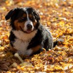 Paula-im-Herbstlaub