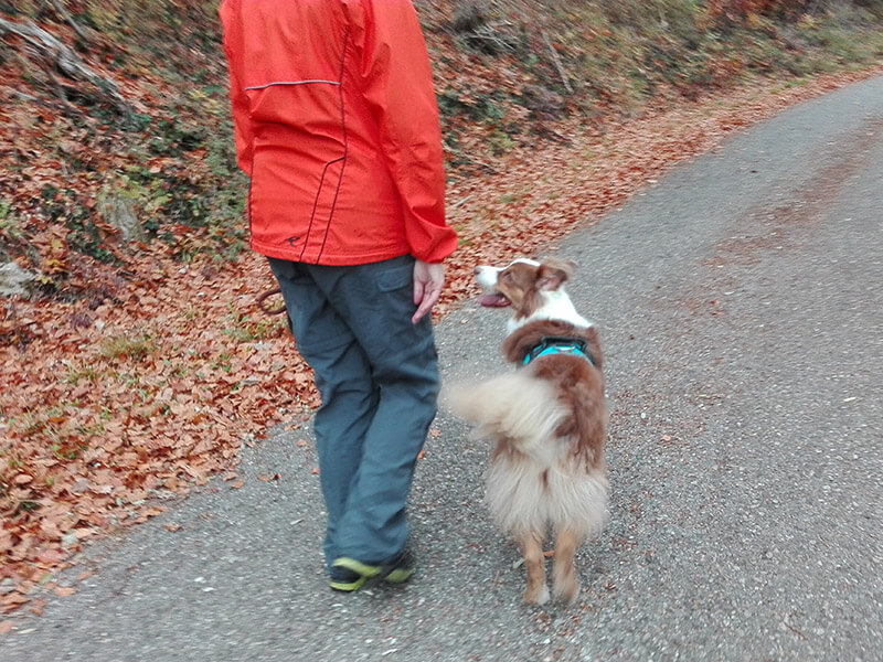 Hund läuft bei Fuss im Einzelcoaching