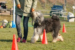 hund-uebt-leinenfuehrigkeit