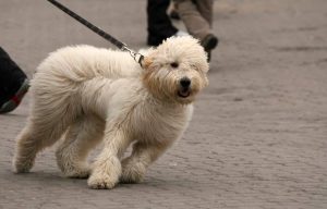 Hund zieht an der Leine ein Fall für den Social Walk