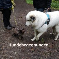 hundebegegnungen_meistern