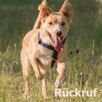 rueckrufkurs_hundeschule_nouvidog