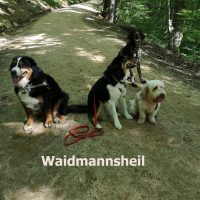 gruppe_fuer_jagdlich_orientierte_hunde
