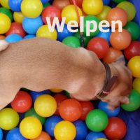 welpenstunden_in_der_hundeschule_nouvidog