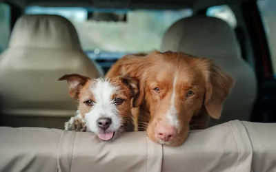 Hunde im Auto
