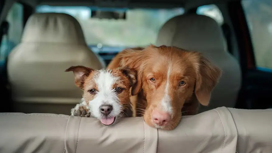 Hunde im Auto