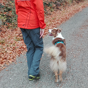 Hund läuft bei Fuss im Einzelcoaching