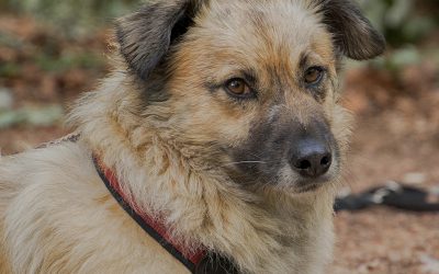Der Hund aus dem Tierschutz